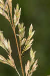 Tall fescue